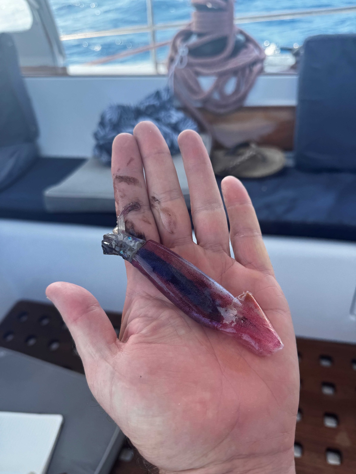 Purple flying squid and flying fish crashed into the boat today